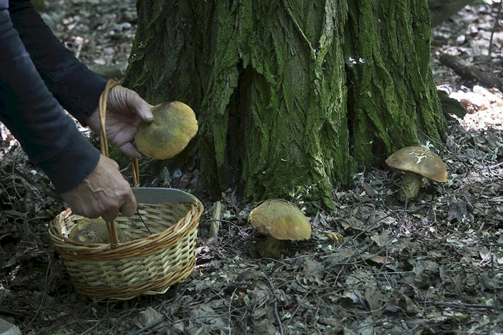 Viele Pilze