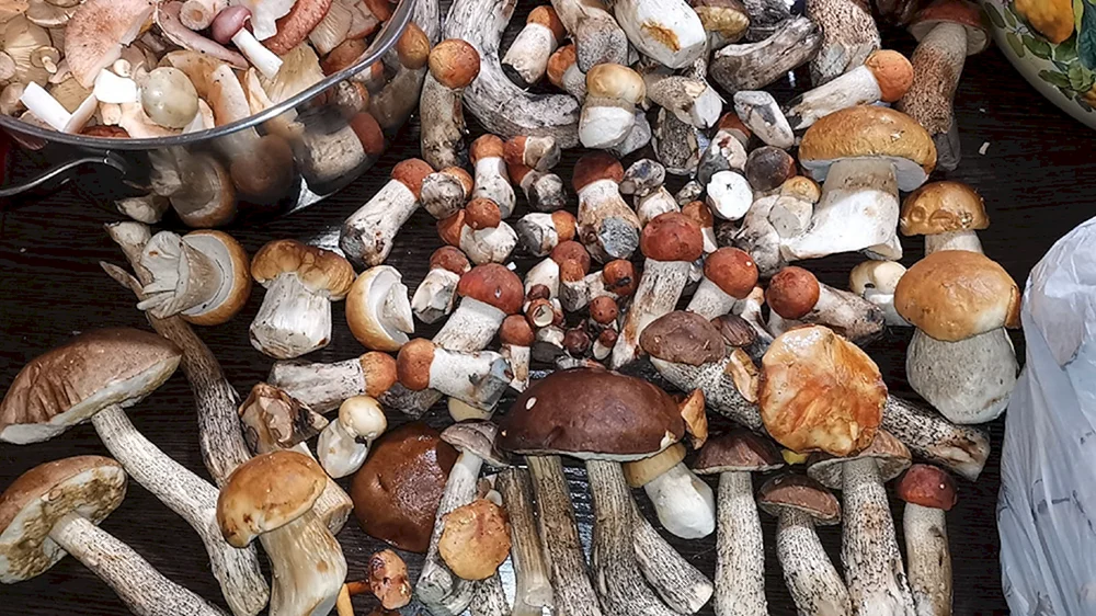 Pilze im Leningrader Gebiet