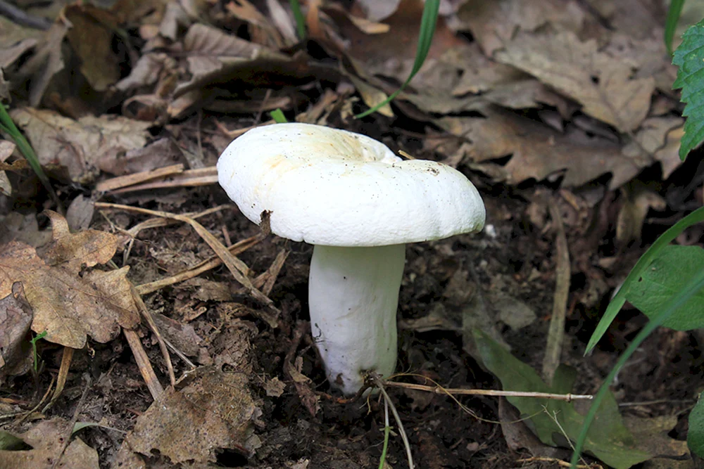 Lepiota roter Tellerpilz