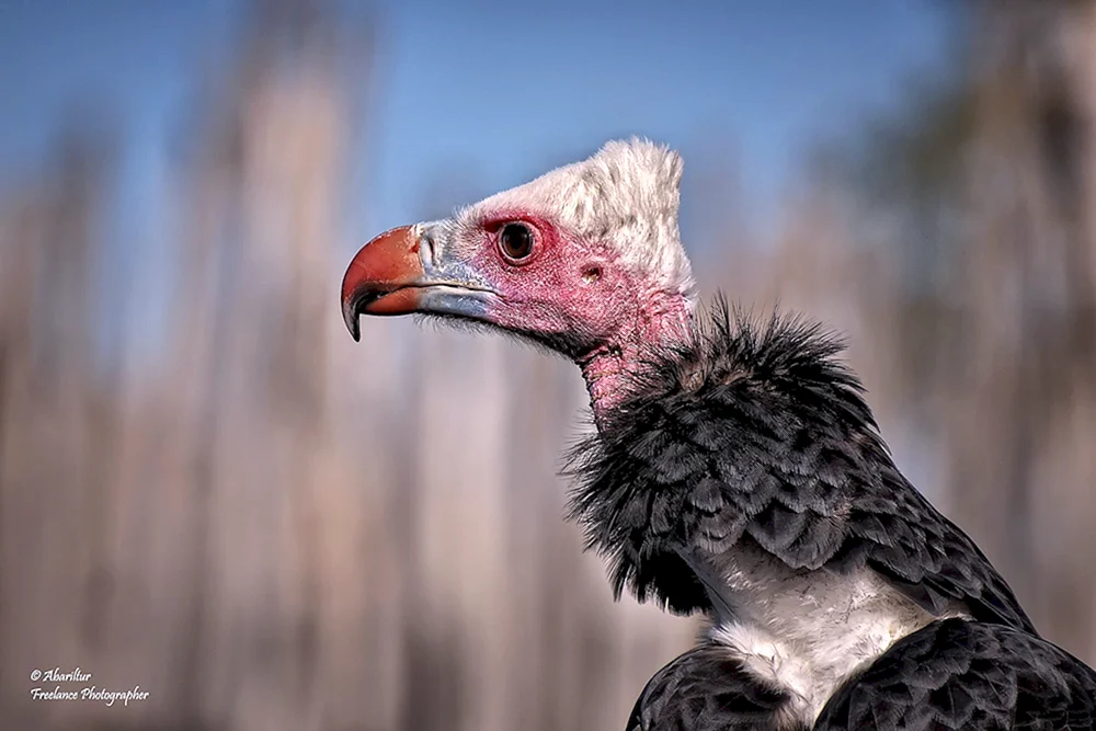 Geier ist ein Raubvogel
