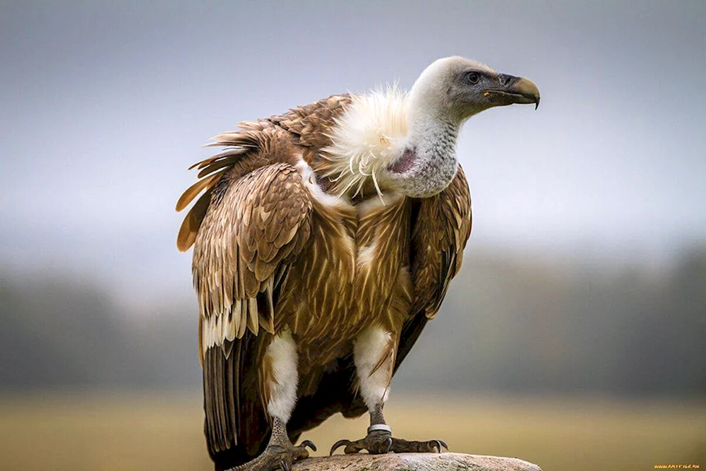 Garbengeier Raubvogel