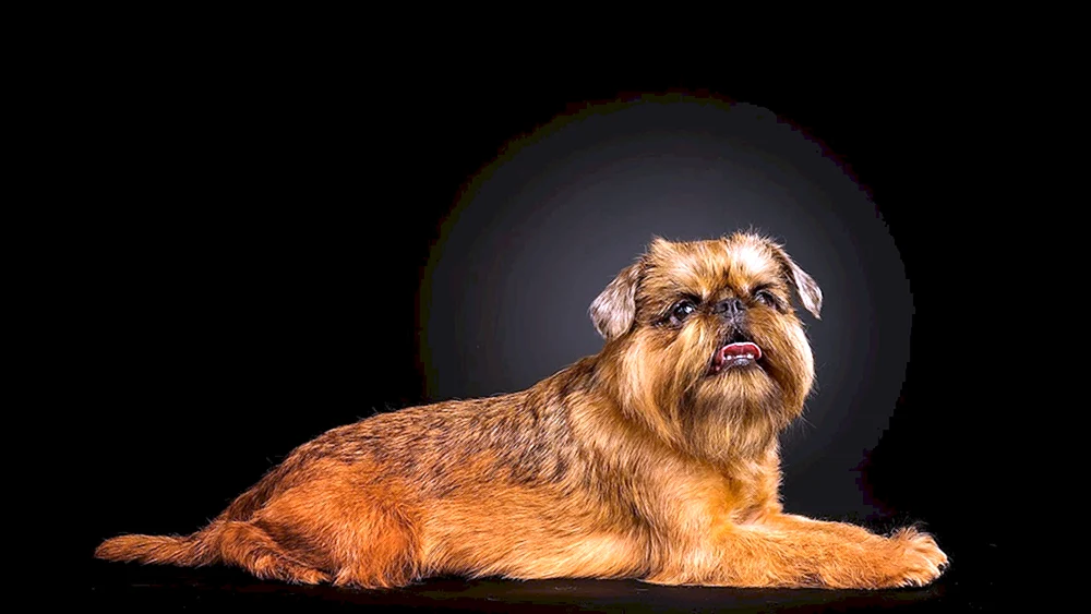 Brüsseler Griffon