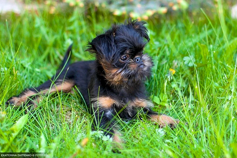 Brüsseler Griffon