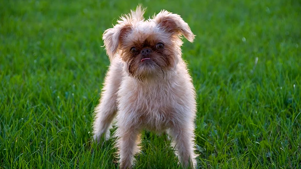 Brüsseler Griffon