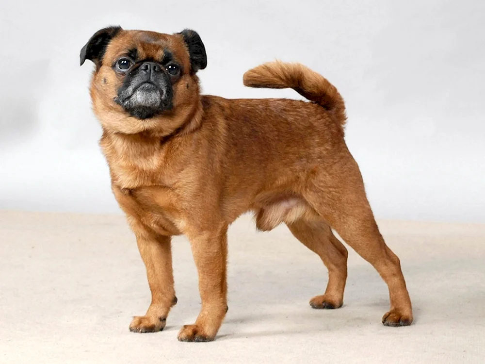 Griffon Petit Brabanson
