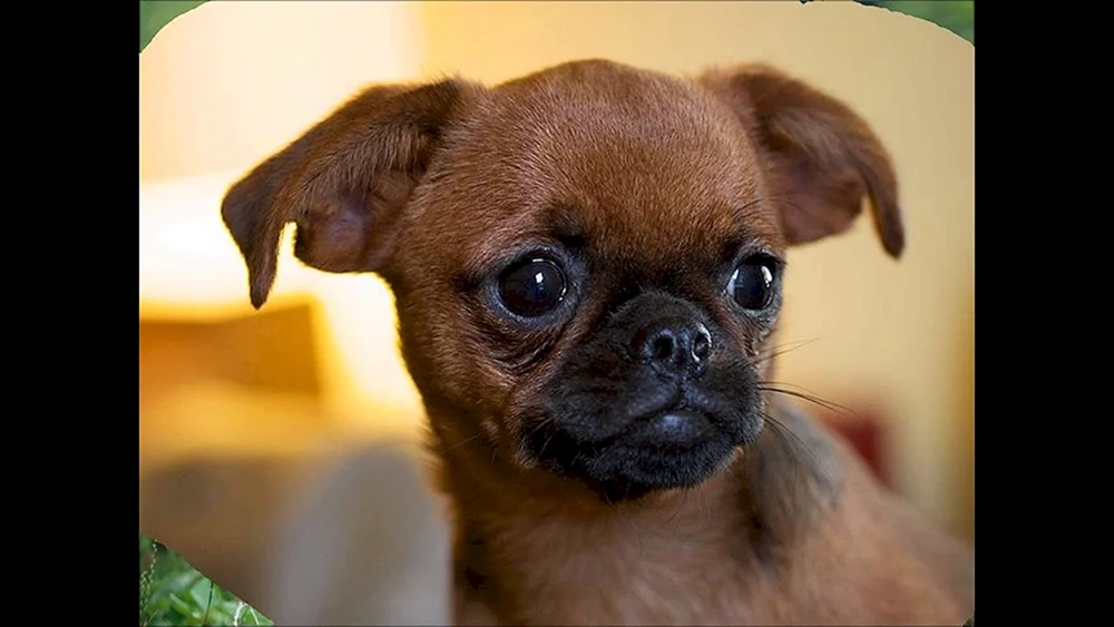 Griffon Petit Brabanson