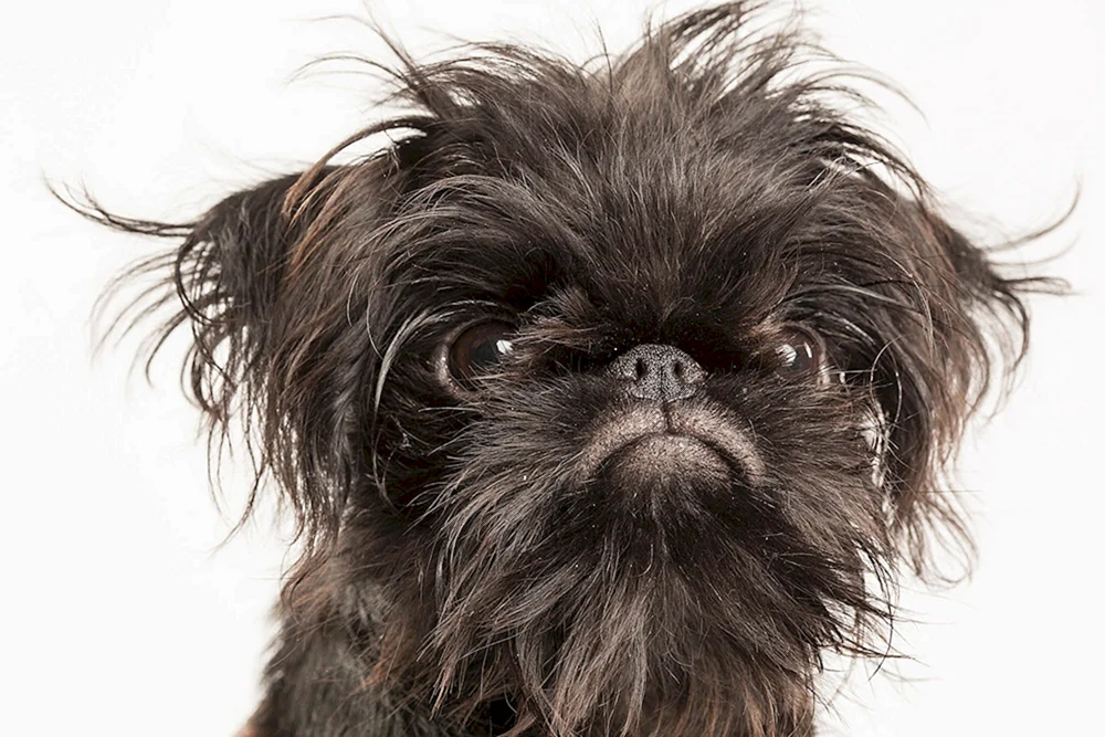 Brüsseler Griffon