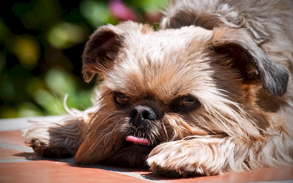 Brüsseler Griffon