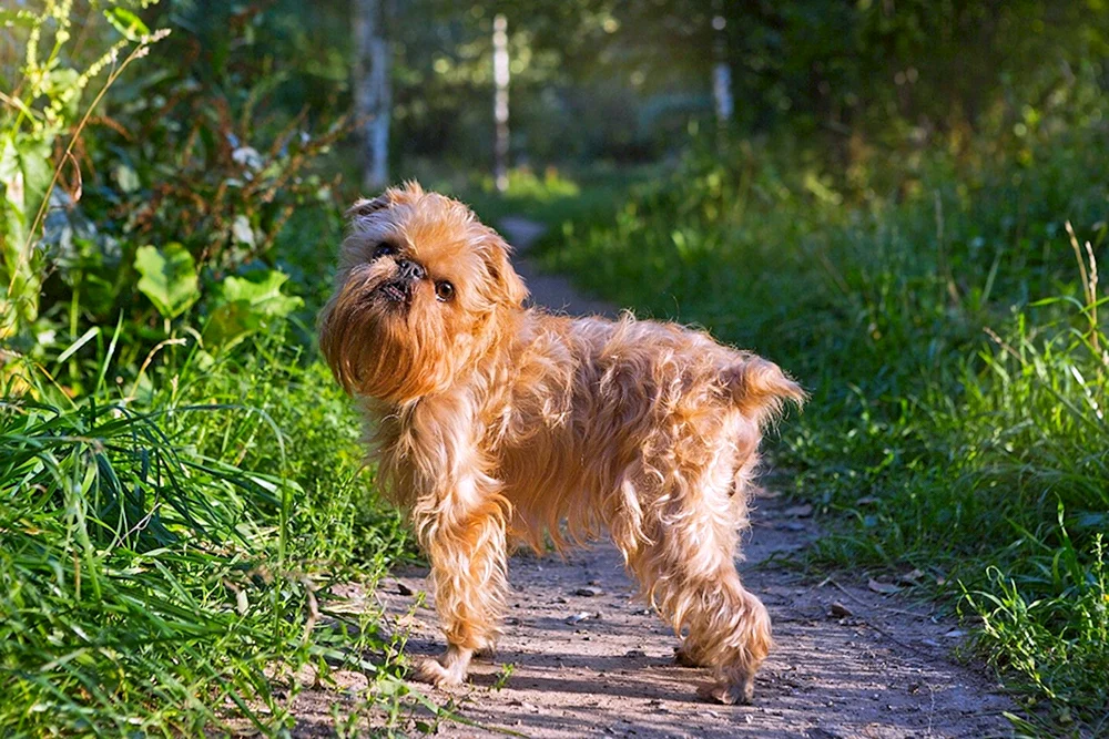 Brüsseler Griffon