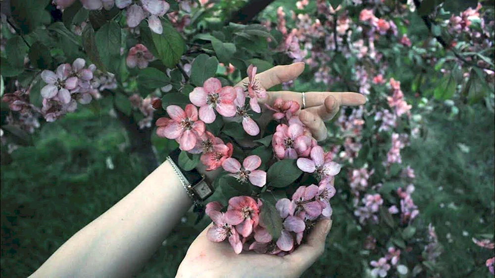 Die Ästhetik von Rosa