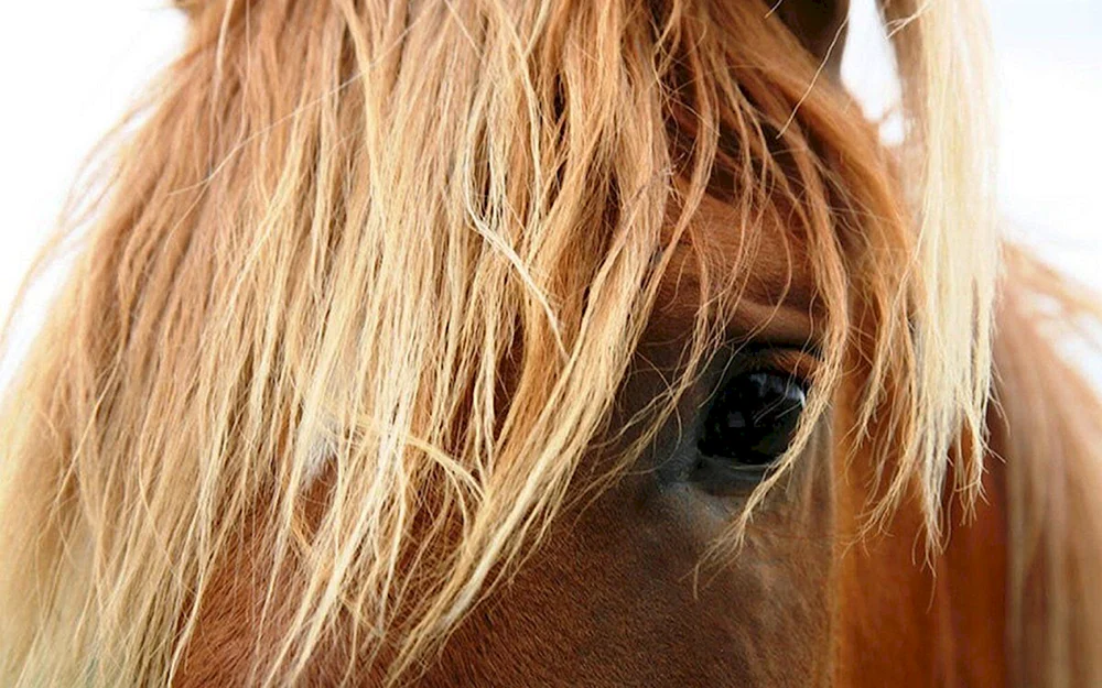Pferdefrisuren