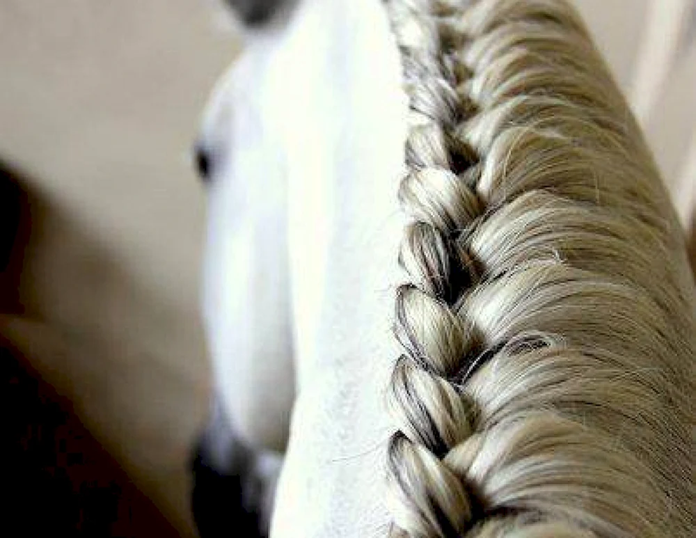 Pferdehaar Haare