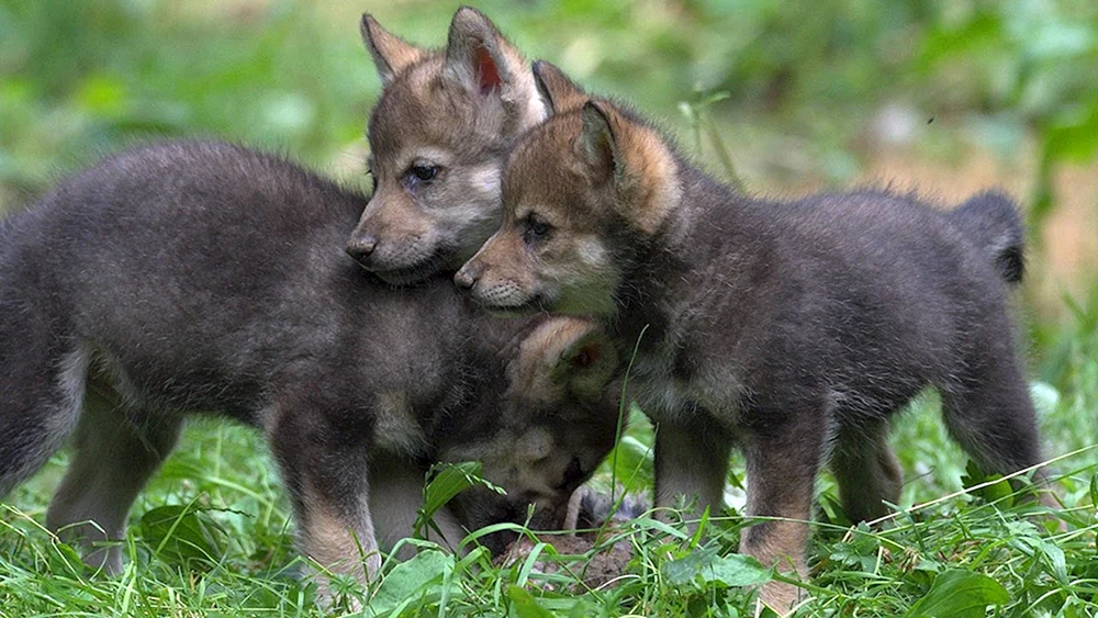 Wolfshund Welpen