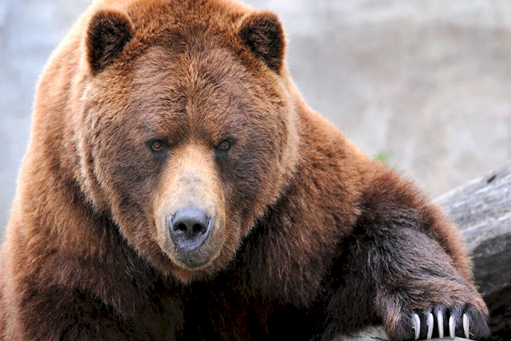 Grizzlybär
