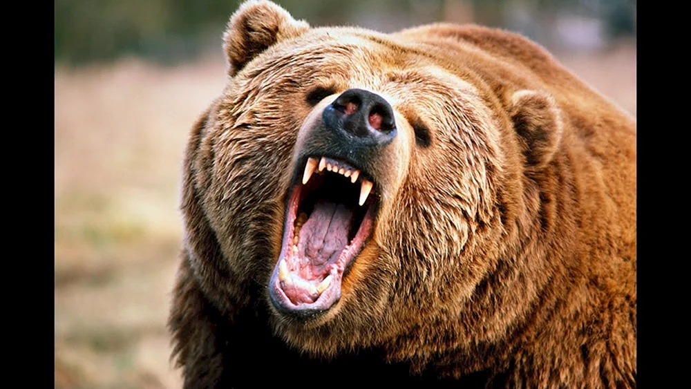 Grizzlybär Nordamerikanischer Braunbär