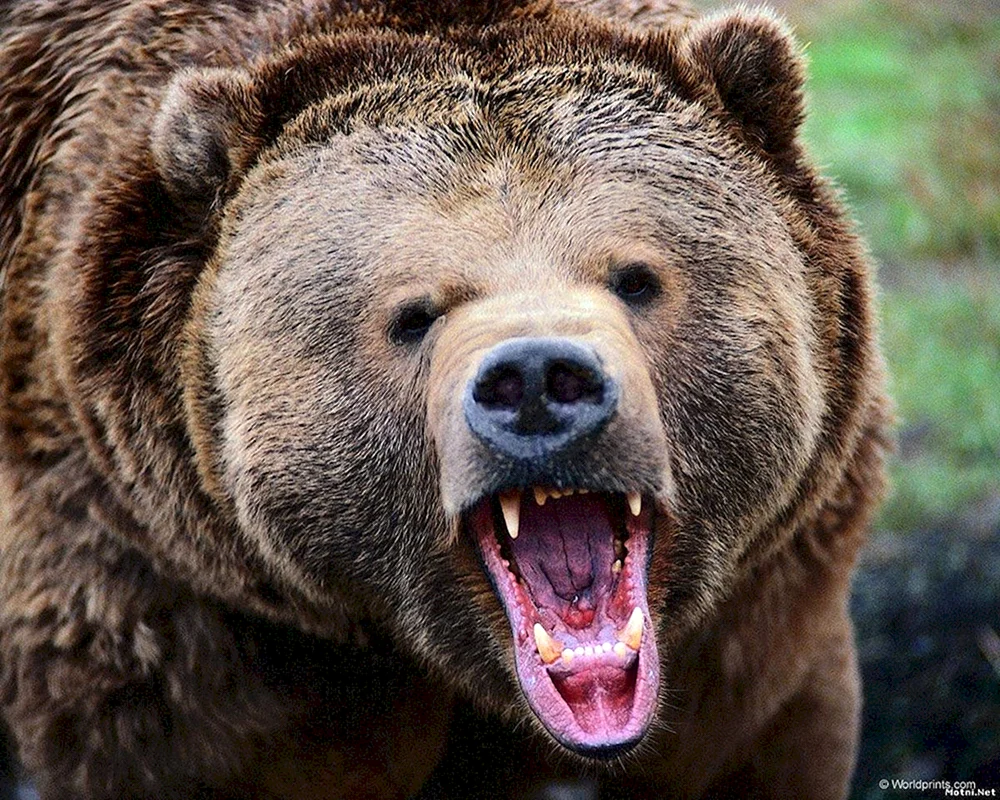 Grizzlybär Nordamerikanischer Braunbär