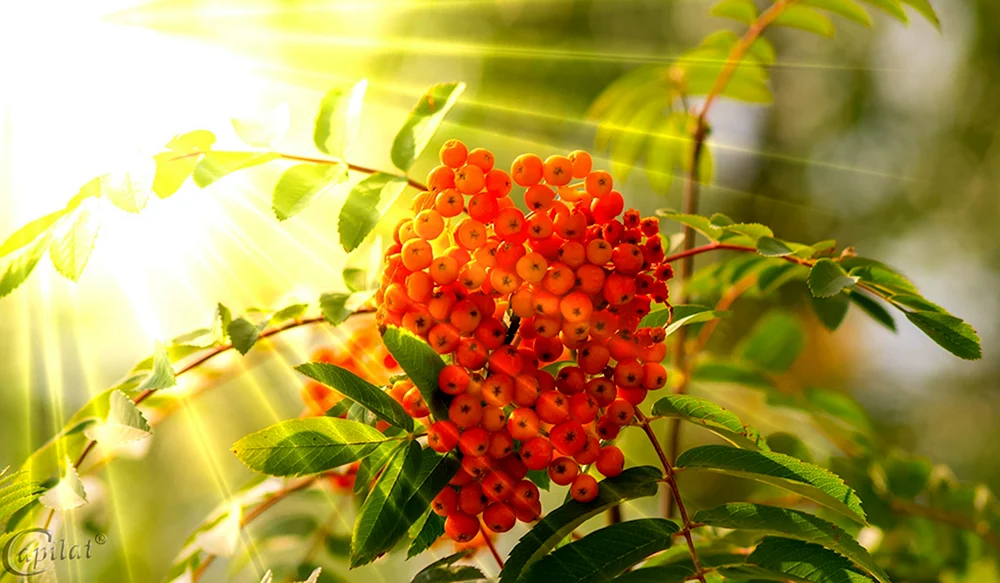 Herbstbergesche