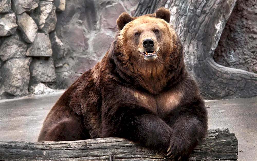 Braunbär Russland