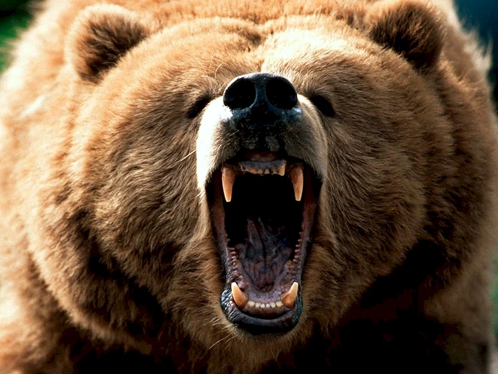 Grizzlybär Nordamerikanischer Grizzlybär