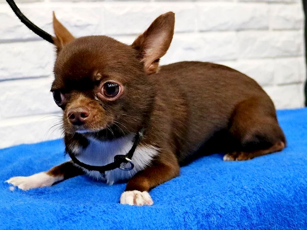 Pflege Chihuahua
