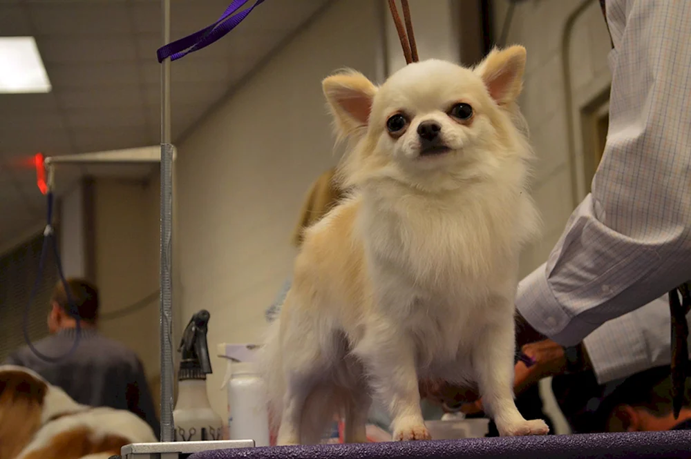 Pflege Chihuahua langhaarig