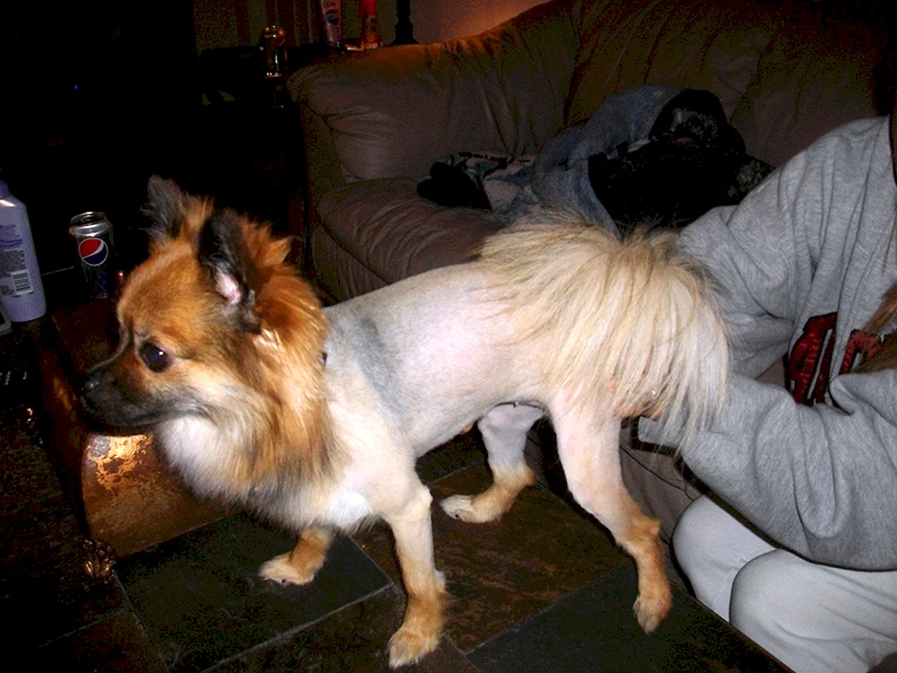 Pflege Chihuahua langhaarig