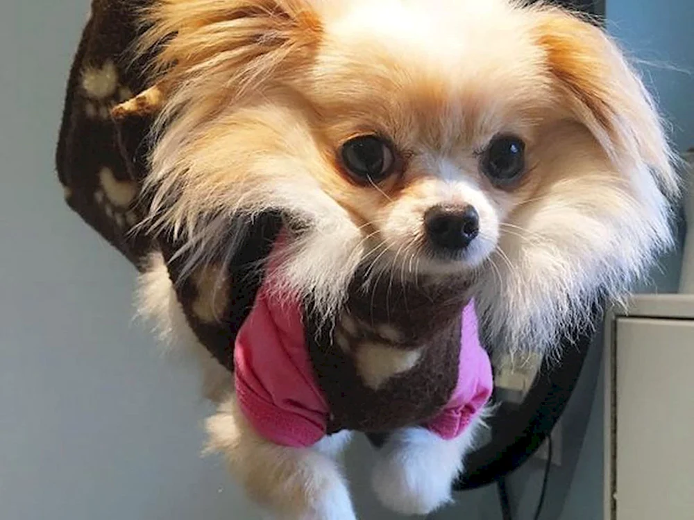 Pflege Chihuahua langhaarig