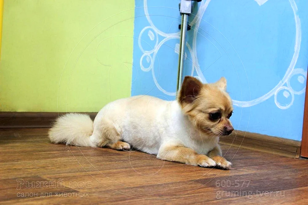Pflege langhaariger Chihuahua