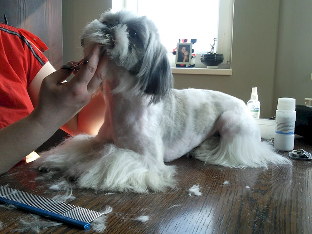 Shi tzu Haarschnitte