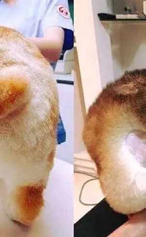 Pflege Corgi