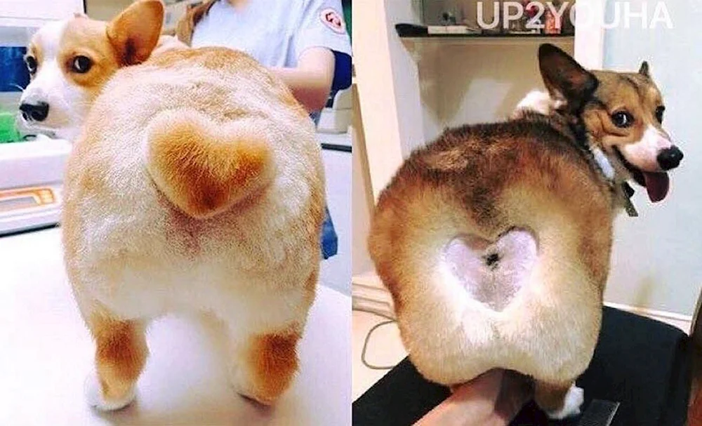 Pflege Corgi