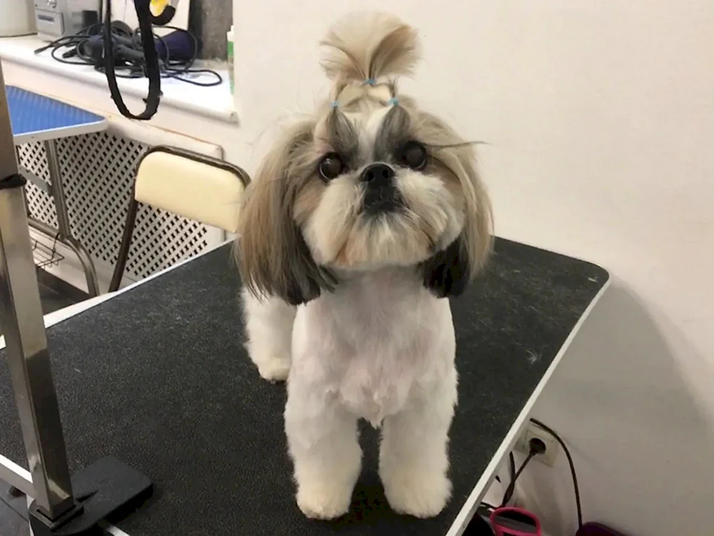 Pflege shih tzu