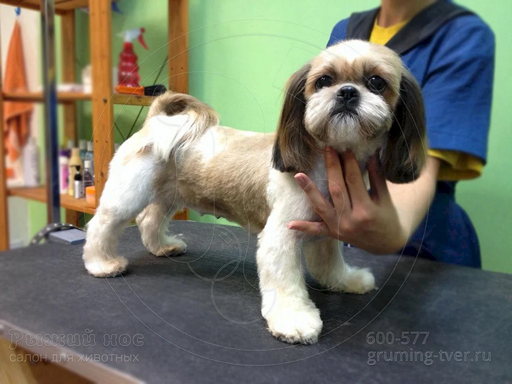 Shih tzu