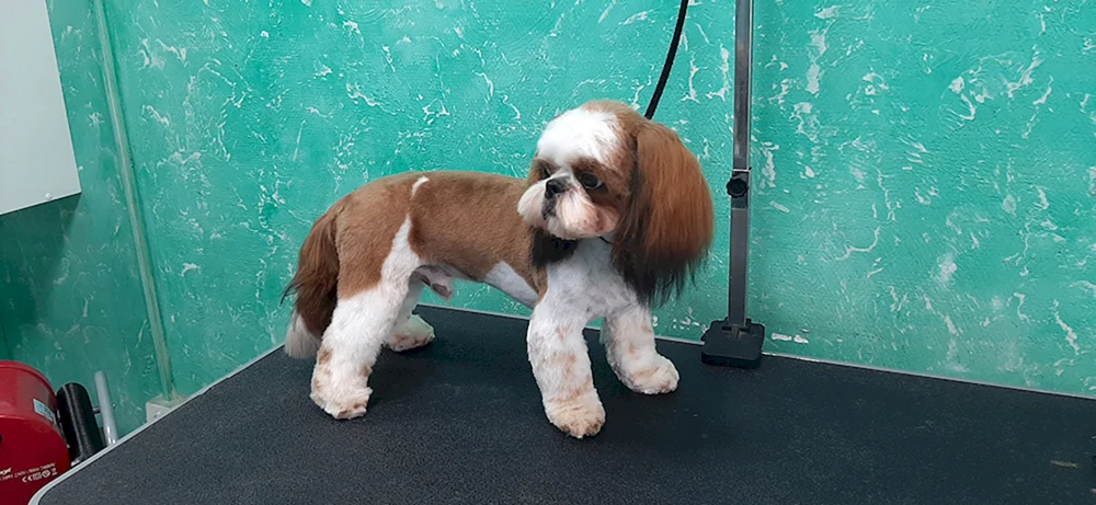 Shi tzu