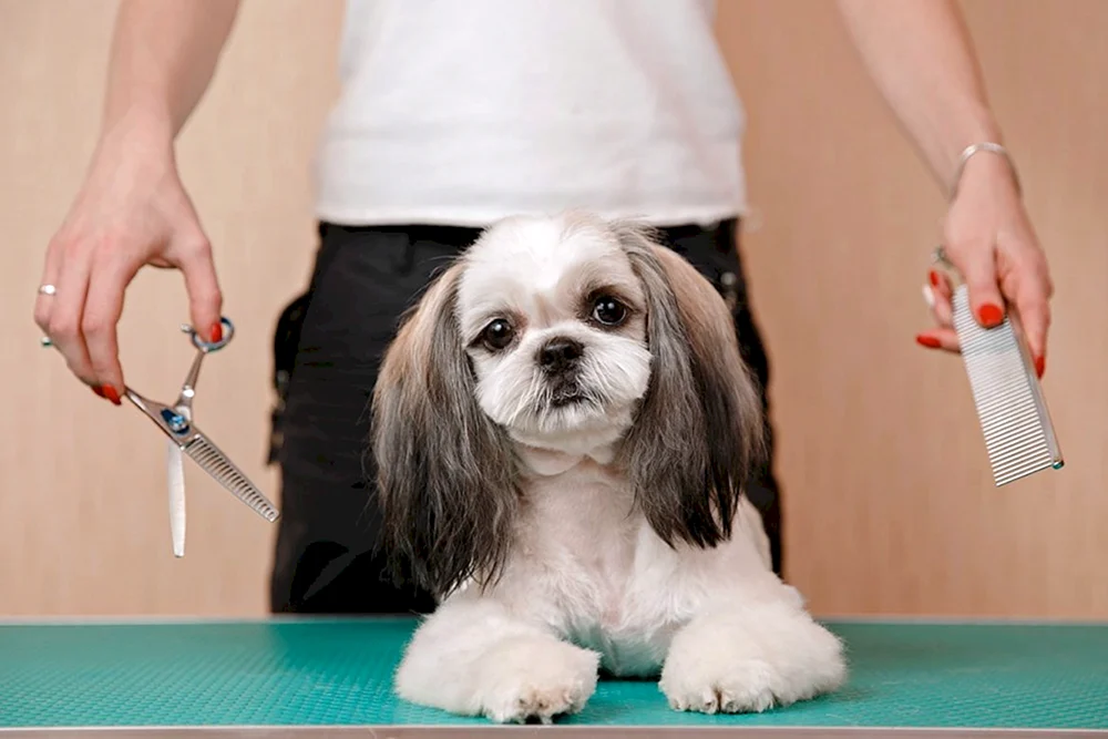 Shi tzu Haarschnitte