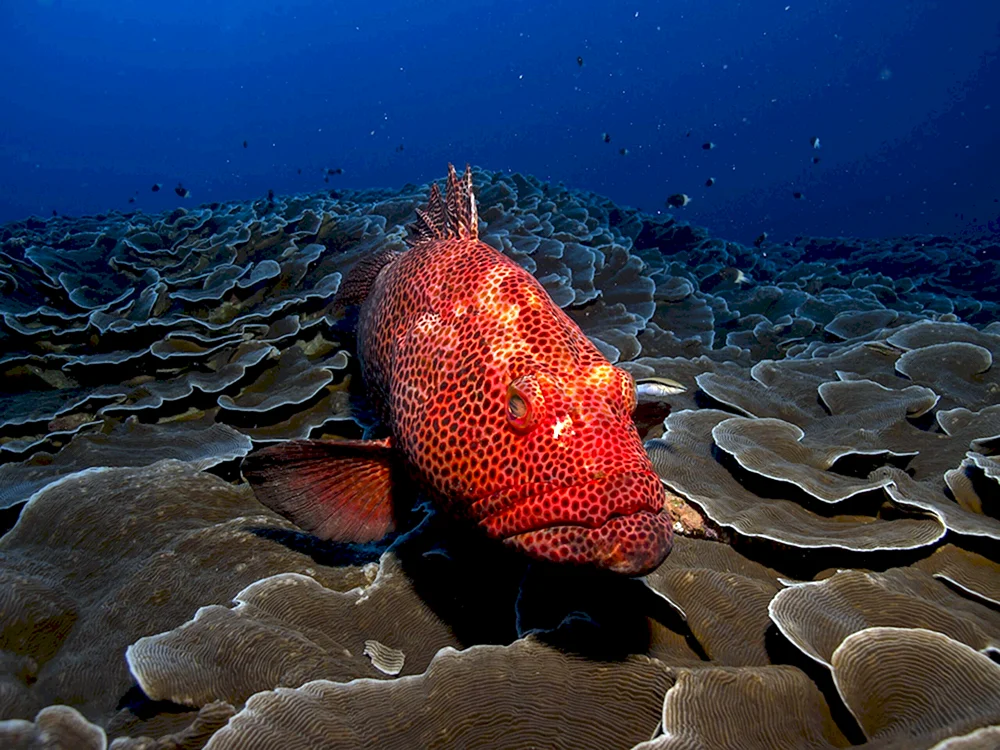 Barsch rotes Meer