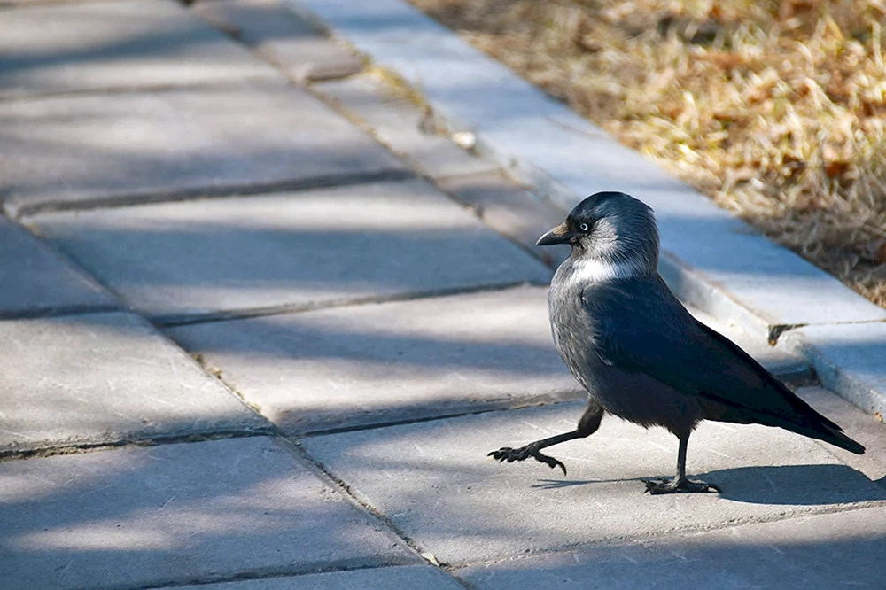 Sad-Vogel