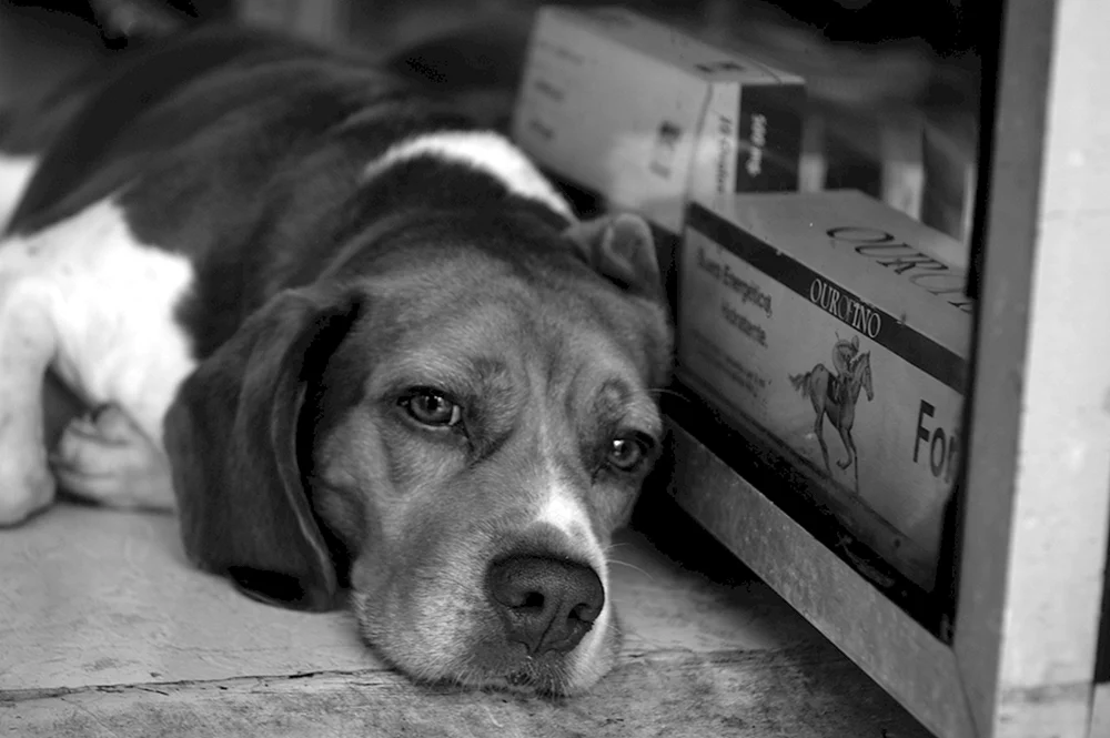 Der Blick eines Hundes