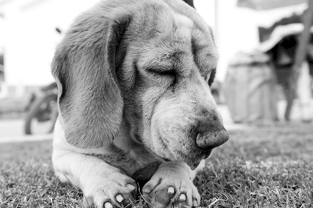 Hund weinend