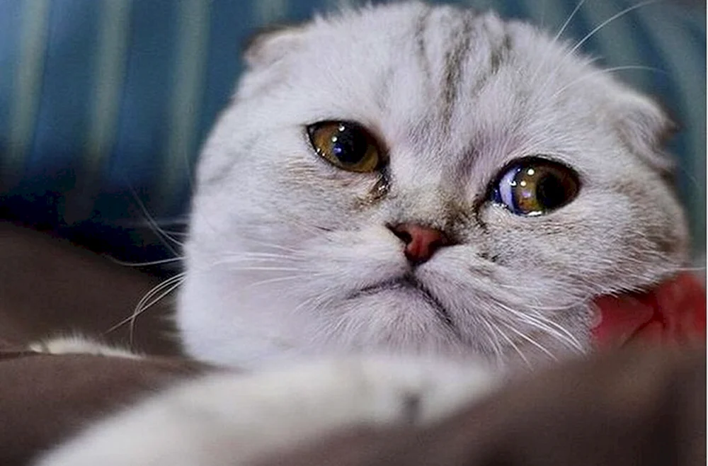 Luhu Katze