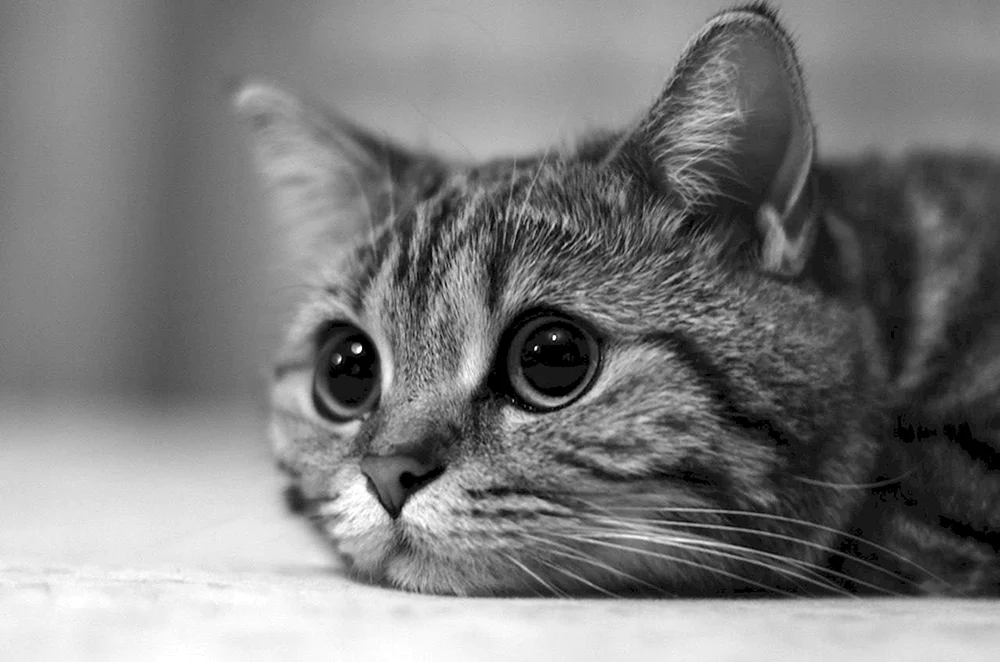 Traurige und süße Katze