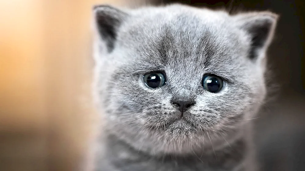Traurige Katze