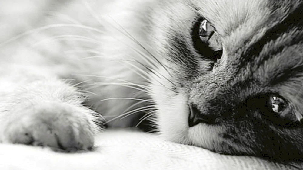 Grumpy Katze
