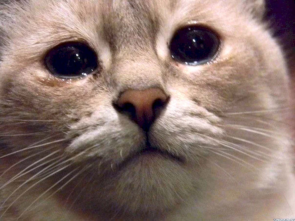 Katze weint mit Daumen
