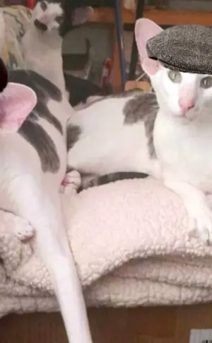 Georgische Katzenrasse Orientalisch