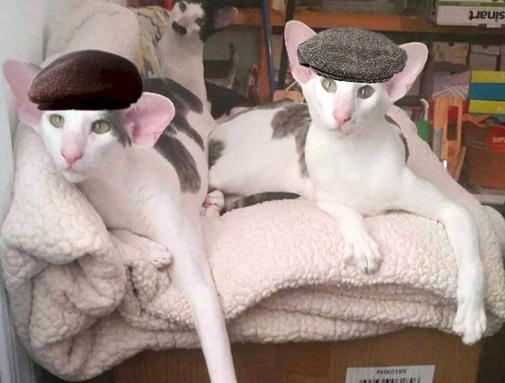 Orientalische Katzenrasse
