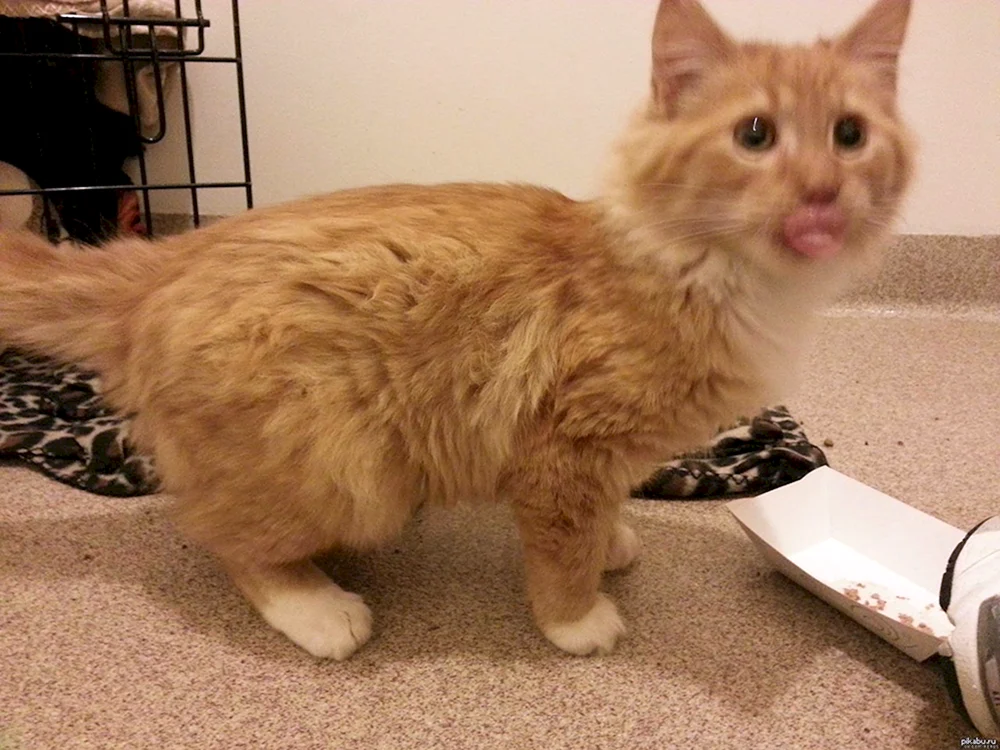 Lila Katze