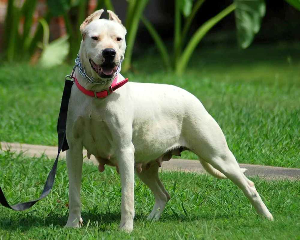 Bully Kutta Hund