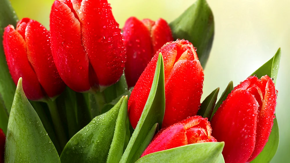 Tulpe Pink Snowy