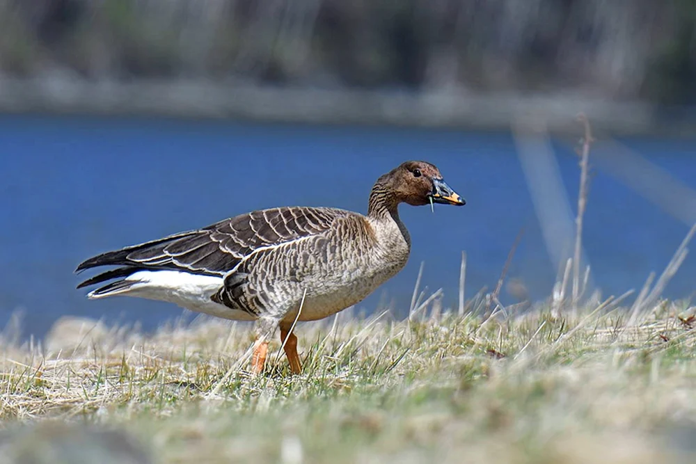 Tundra Bohnengans